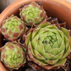 Sempervivum - Dachwurz - Hauswurz